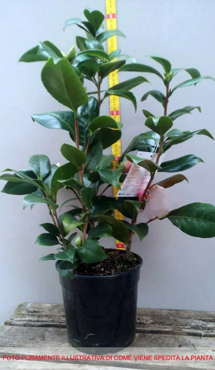 CAMELIA JAPONICA NUCCIO'S BELLA ROSSA VASO 17CM