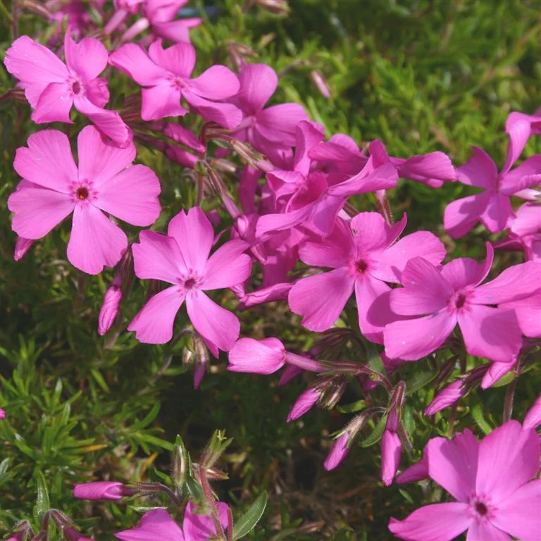 PHLOX SUBULATA S.MCDANIELS CUSHION VASO 13CM
