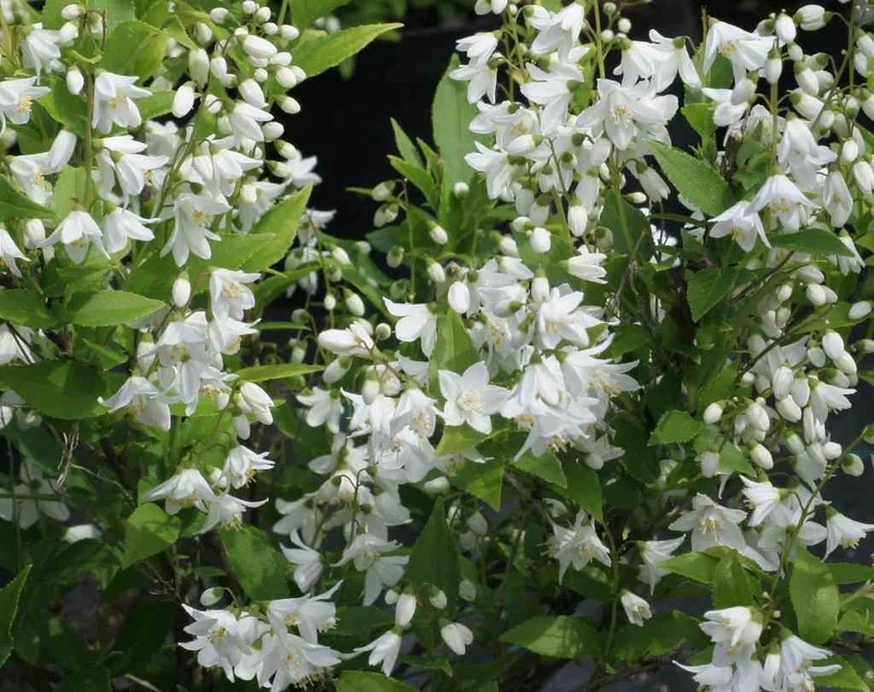DEUTZIA GRACILIS BIANCA VASO 18CM