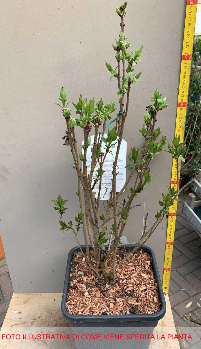 SYRINGA VULGARIS LILLA ANTOINE BUCHNER IN VASO 26CM
