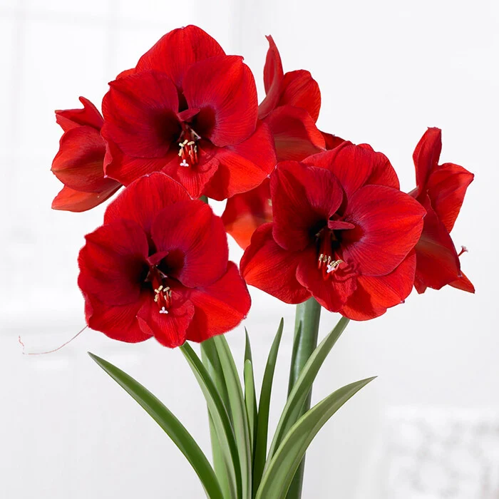 AMARYLLIS ROSSO VASO CERAMICO ROSSO/BIANCO 14CM