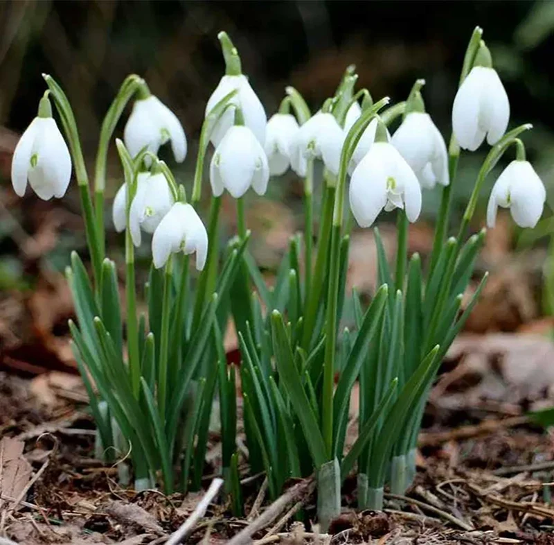 GALANTHUS NIVALIS BUCANEVE VASO 10CM