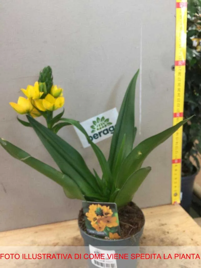 ORNITHOGALUM DUBIUM GIALLO VASO 10CM