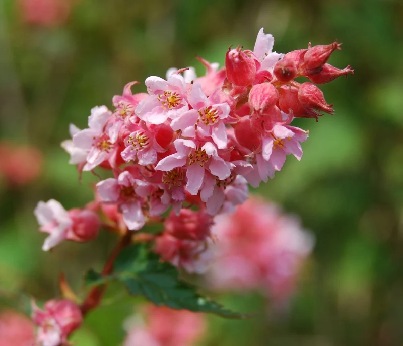 NEILLIA AFFINIS VASO 19CM