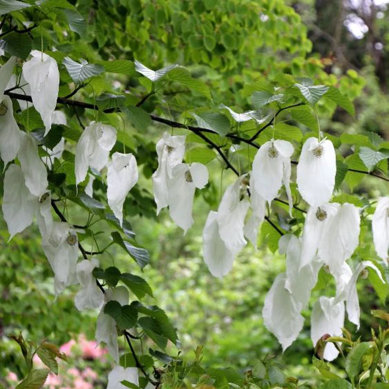 DAVIDIA INVOLUCRATA ALBERO DEI FAZZOLETTI VASO 19CM