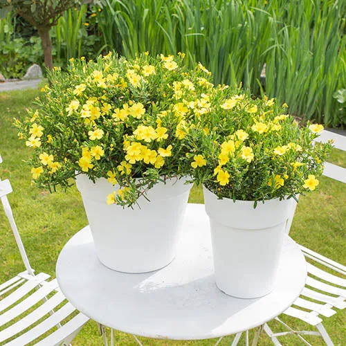 HALIMIUM APRIL SUN VASO 17CM