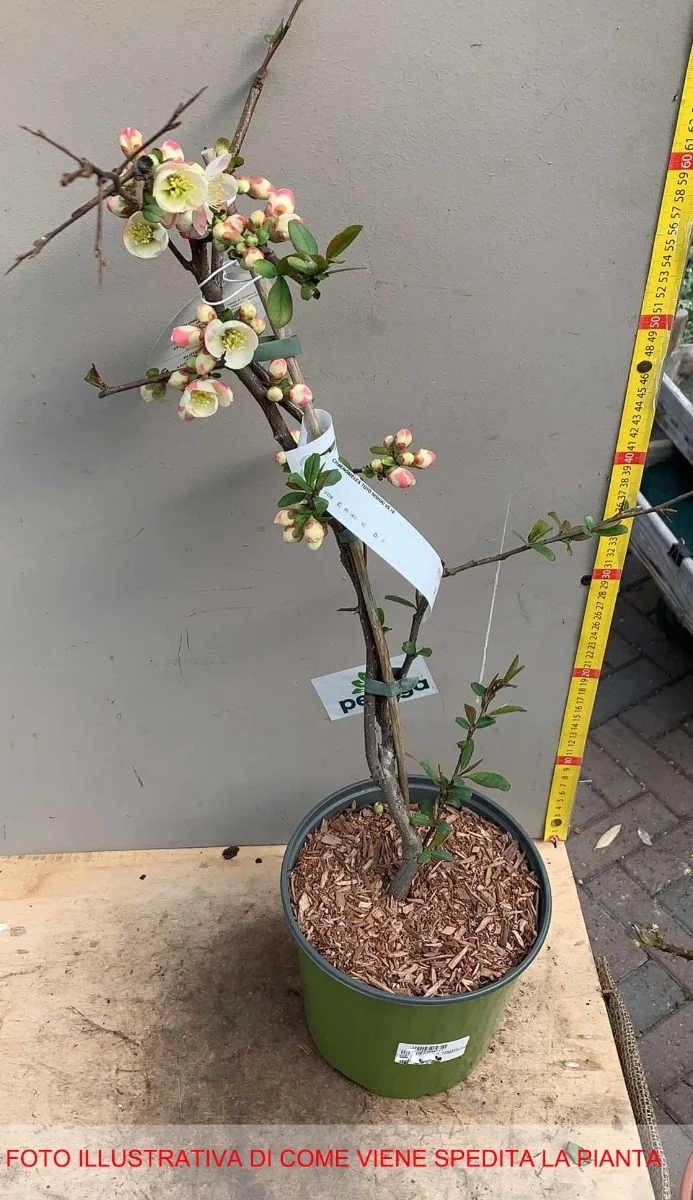 HOYA SILVERSWORDS FIORE DI CERA VASO 14CM