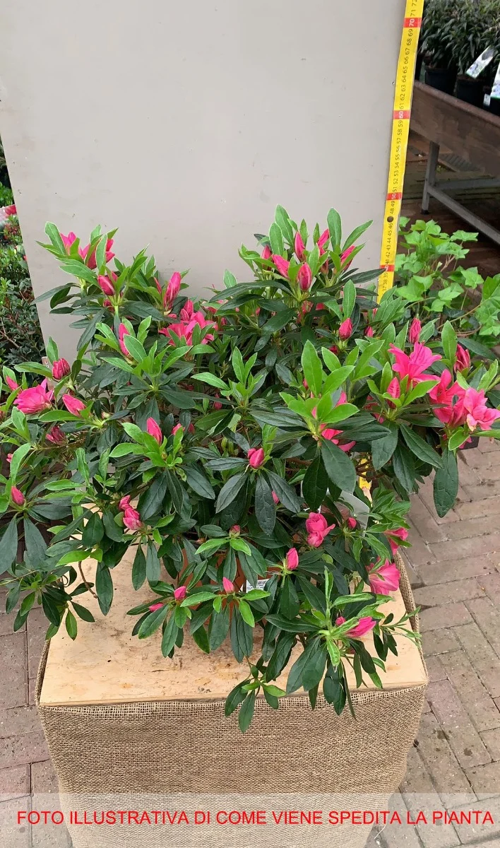 AZALEA JAPONICA RUSTICA NANNY VASO 24CM