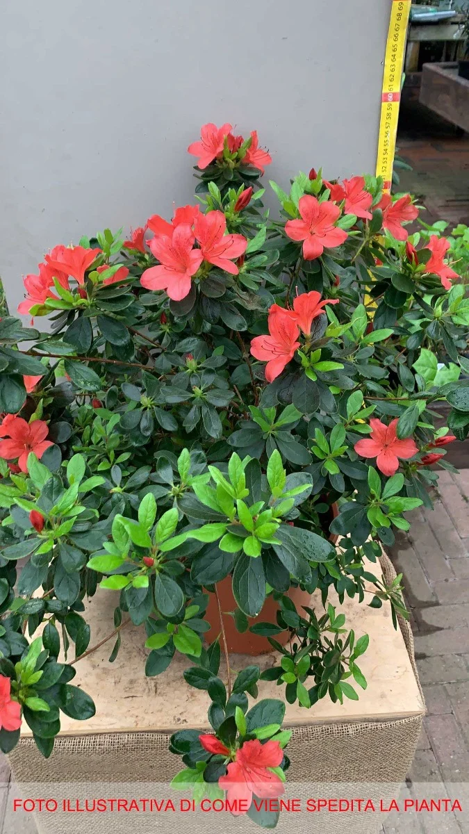 AZALEA JAPONICA RUSTICA ROSSA VASO 24CM