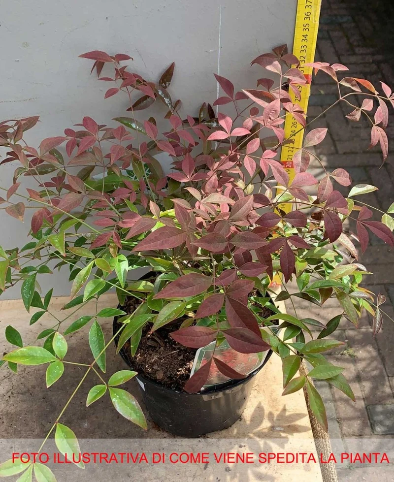 NANDINA DOMESTICA FLIRT VASO 17CM
