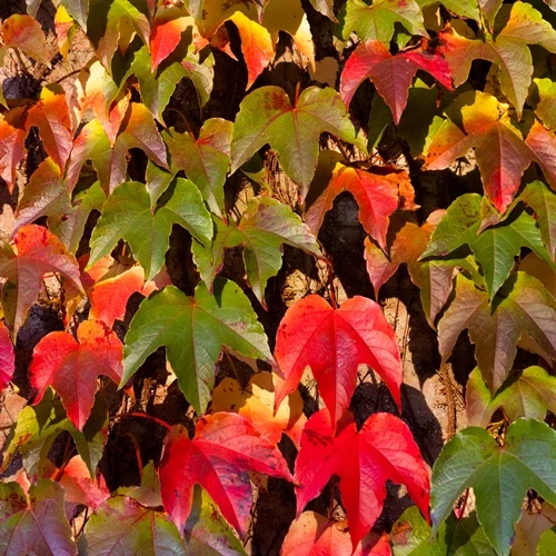 PARTHENOCISSUS TRICUSPIDATA GREEN SPRING VASO 15CM