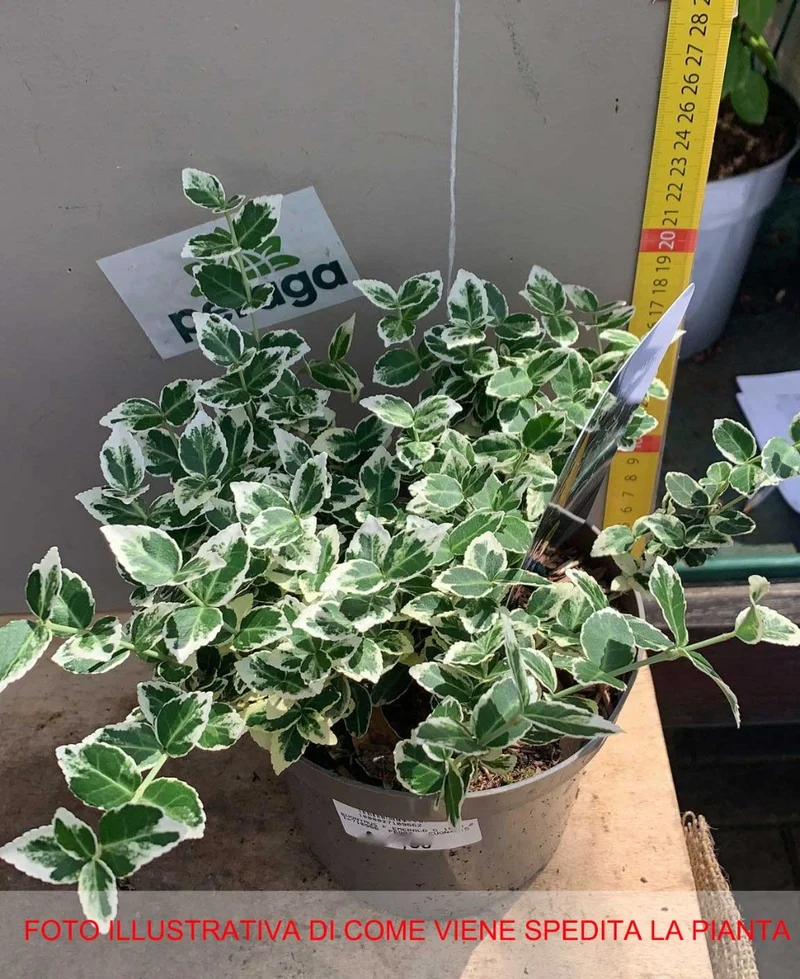 EUONYMUS FORTUNEI 'EMERALD GAIETY' VASO 15CM