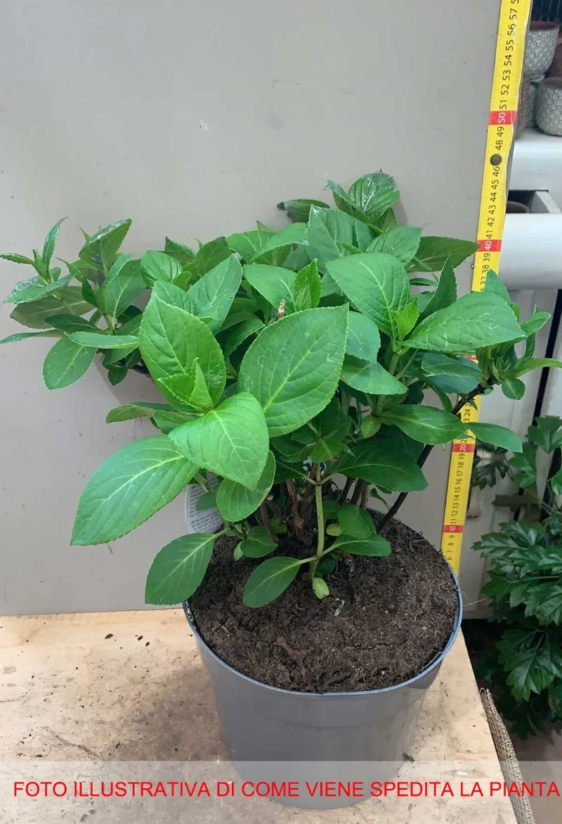 ORTENSIA HYDRANGEA MACROPHYLLA ROMANCE VASO 23CM