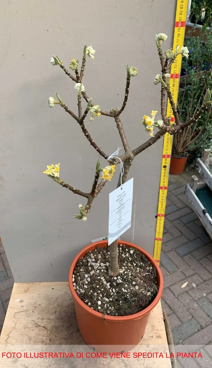 HIBISCUS IBISCO SYRIACUS BIANCO SPECIOSUS IN VASO 19CM