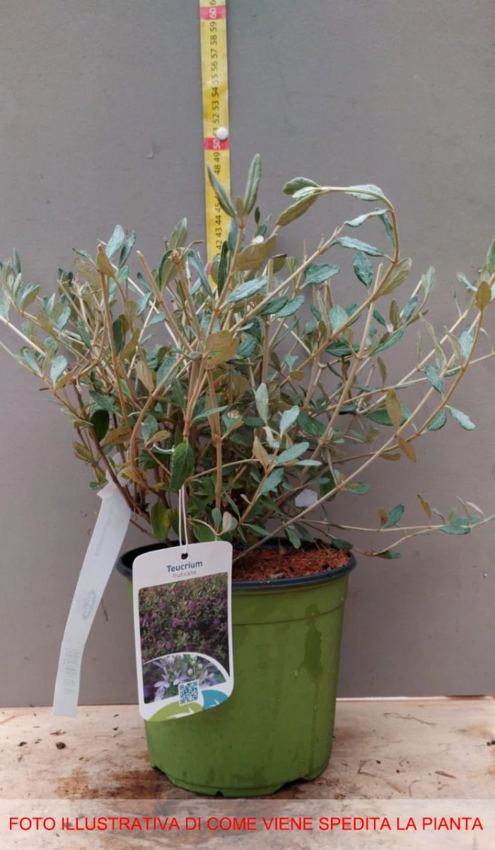 TEUCRIUM FRUTICANS VASO 18CM