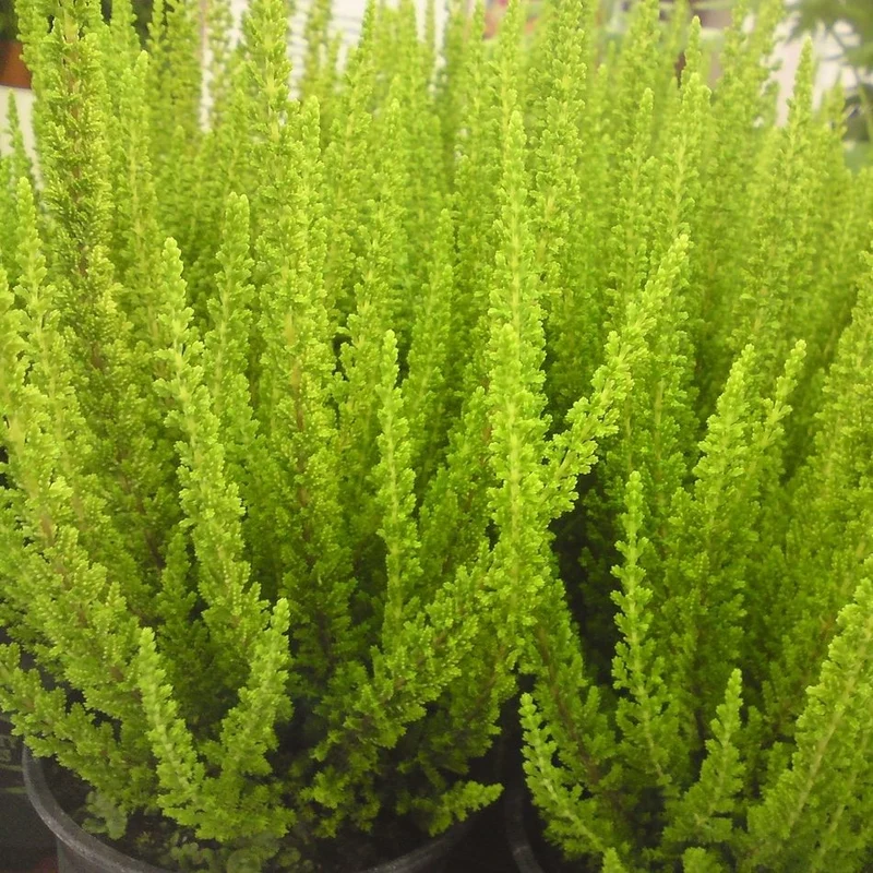 CALLUNA ERICA SKYLINE VASO 11CM