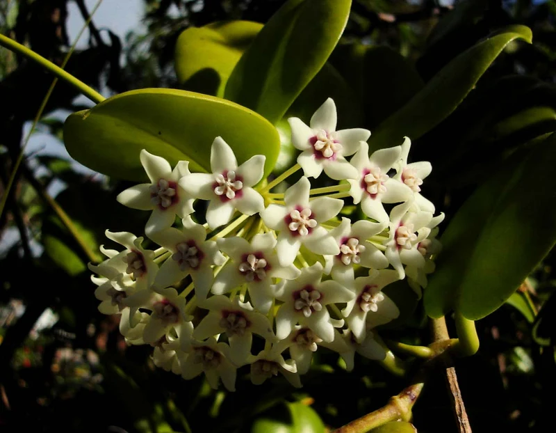 HOYA AUSTRALIS FIORE DI CERA VASO 12CM