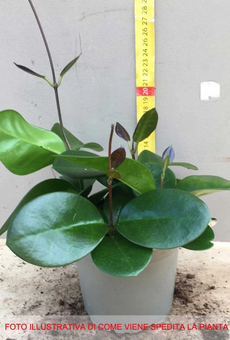 HOYA AUSTRALIS FIORE DI CERA VASO 12CM