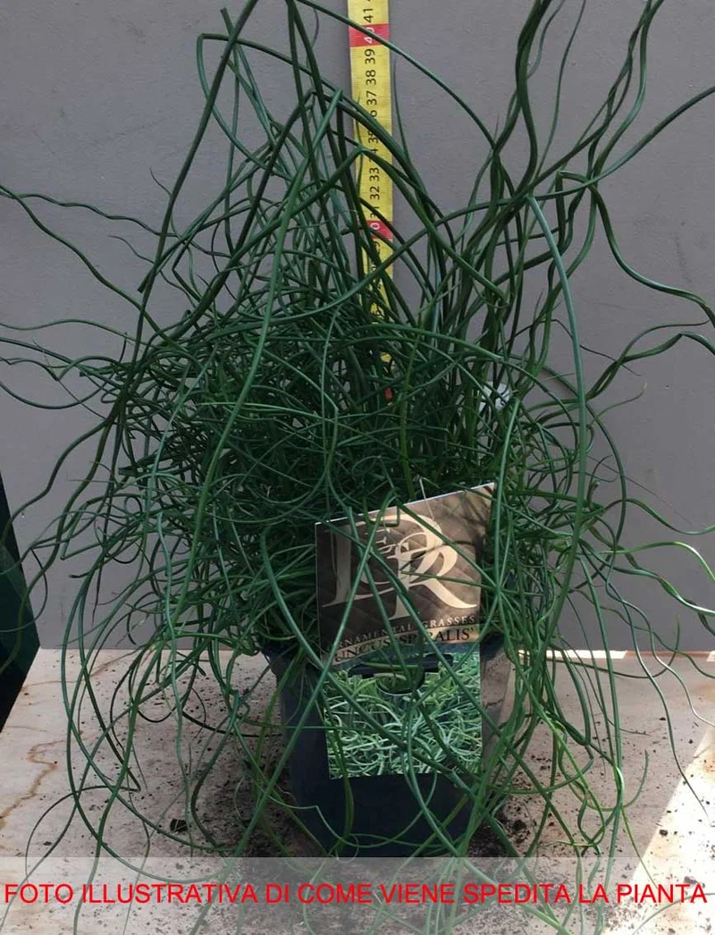 JUNCUS EFFUSUS SPIRALIS VASO 17CM