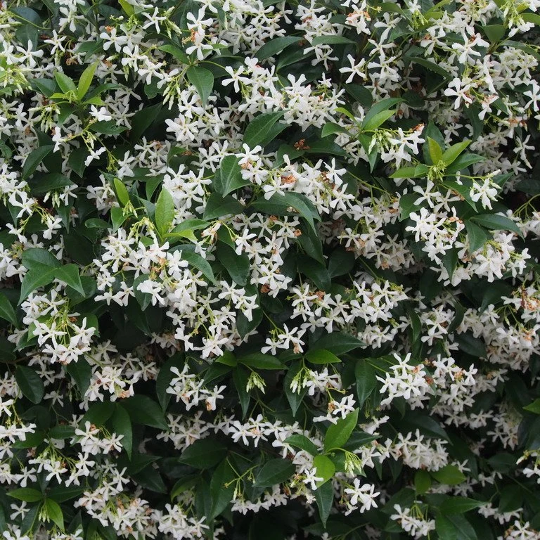 RHYNCOSPERMUM JASMINOIDES O FALSO GELSOMINO VASO 17CM