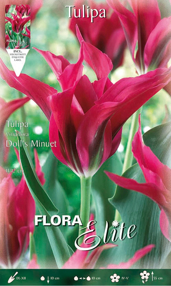 TULIPANO VIRIDIFLORA DOLL'S MINUET (CONFEZIONE DA 7 BULBI)