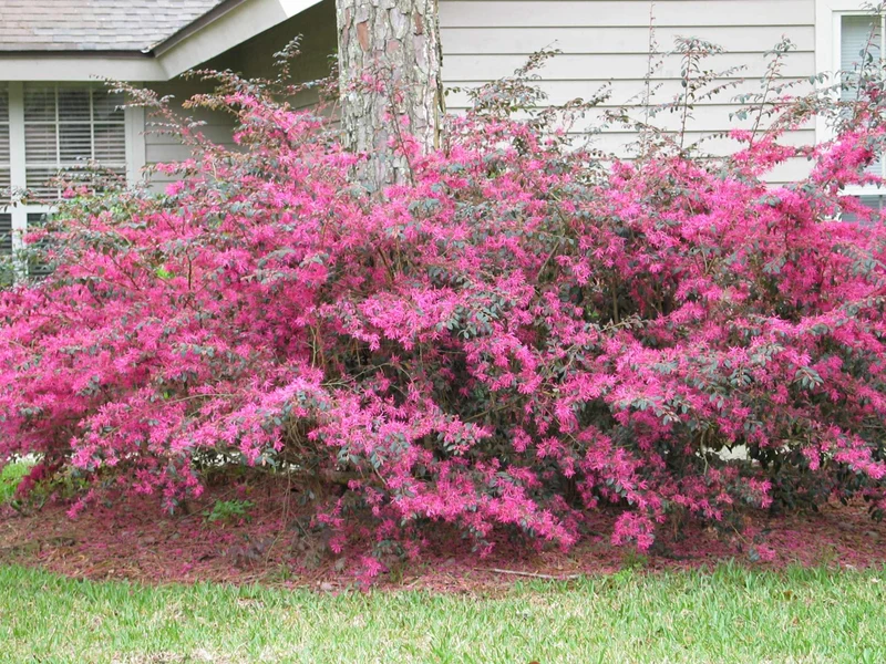 LOROPETALUM VASO 18CM