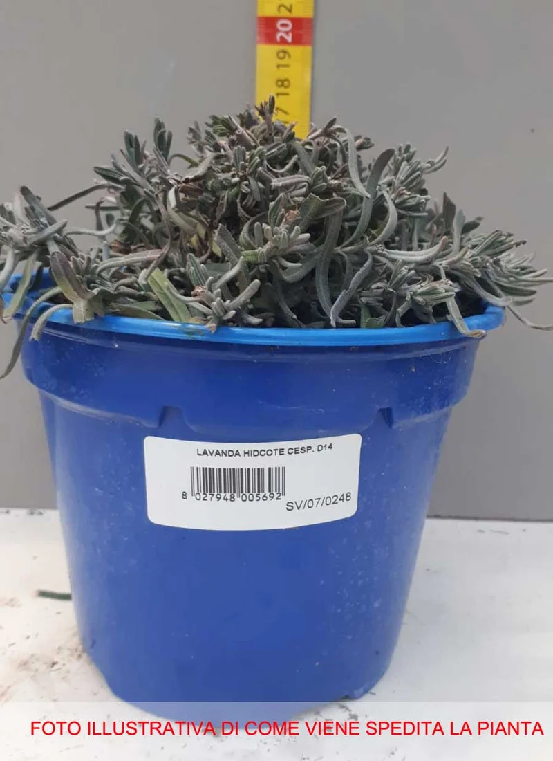 LAVANDA NANA HIDCOTE IN VASO 14CM