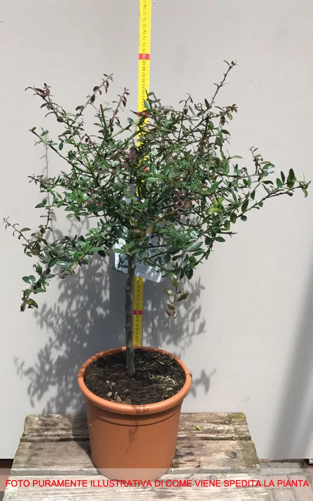 LIMONE CAVIALE ROSSO FINGER LIME IN VASO 18CM