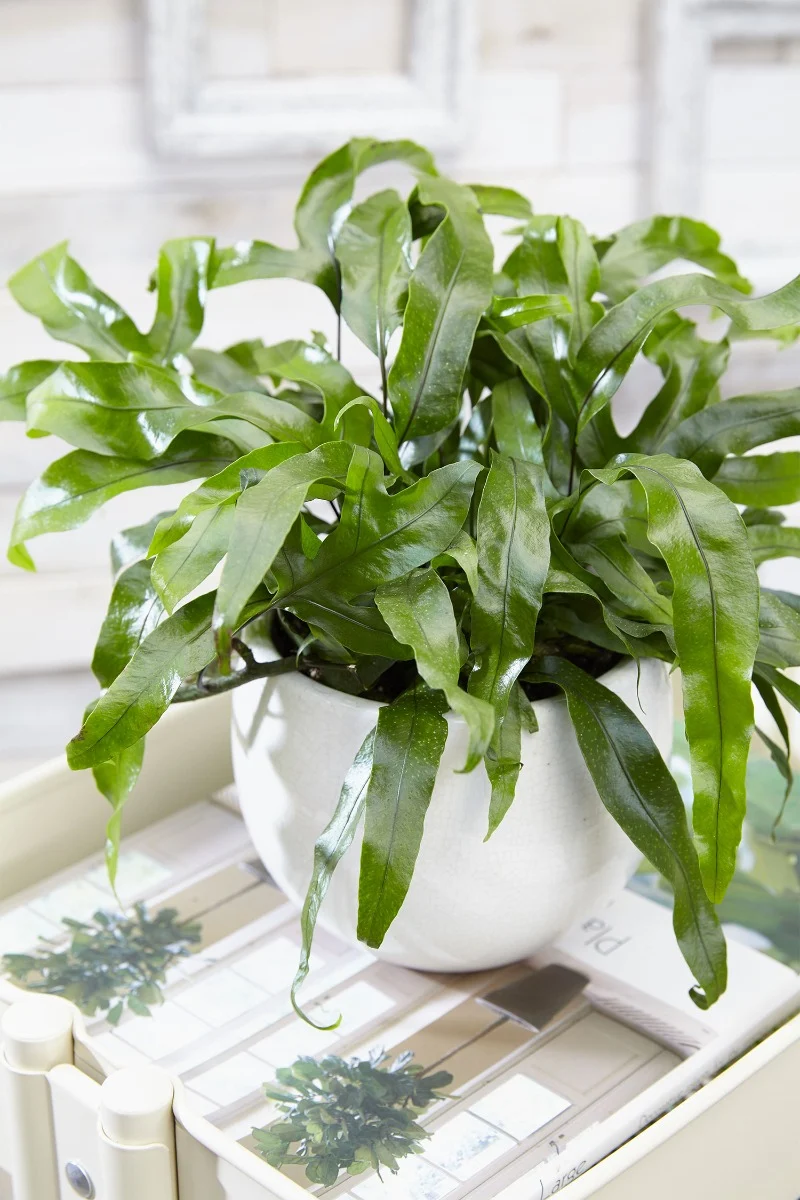 FELCE MICROSORUM DIVERSIFOLIA VASO 20CM