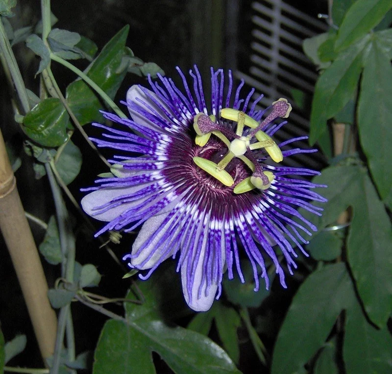PASSIFLORA PURPLE HAZE VASO 16CM