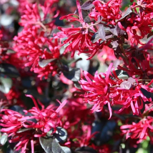 LOROPETALUM FEDE VASO 19CM