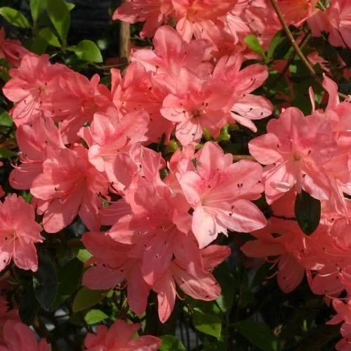 AZALEA JAPONICA RUSTICA BLAAUW'S ROSA VASO 23CM