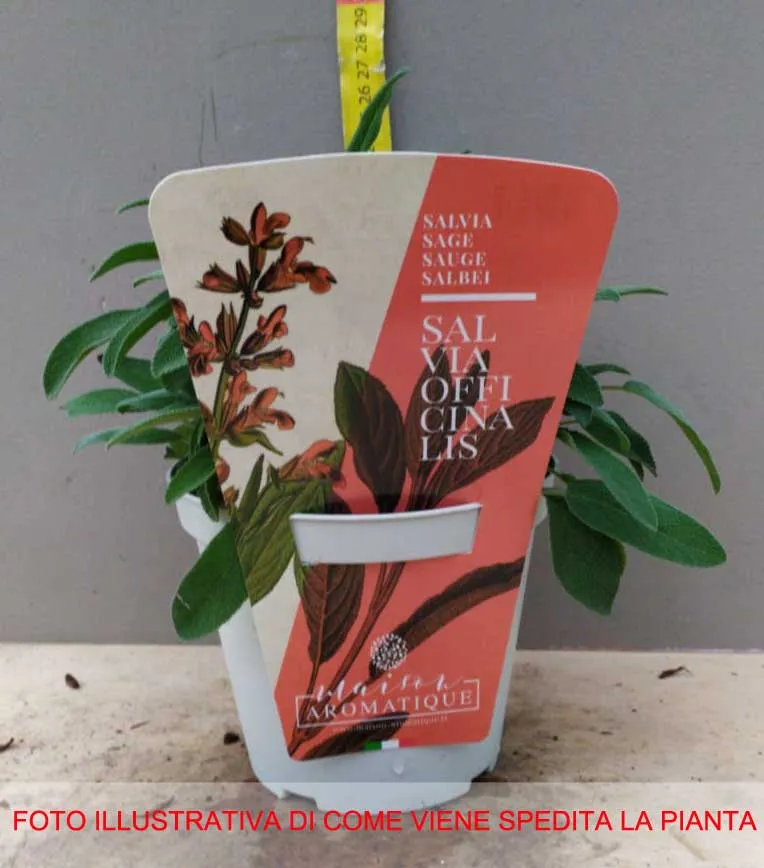 SALVIA OFFICINALIS IN VASO 14CM