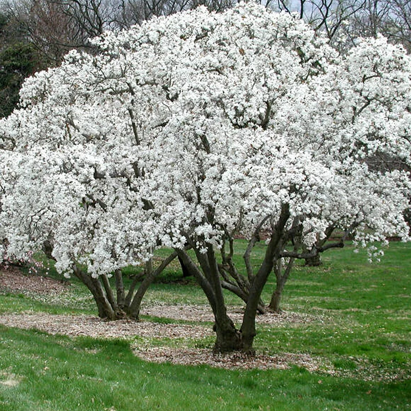 MAGNOLIA STELLATA BIANCA VASO 29CM