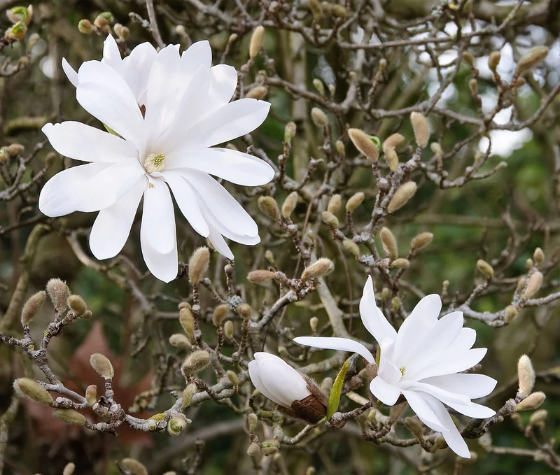 MAGNOLIA STELLATA BIANCA VASO 29CM