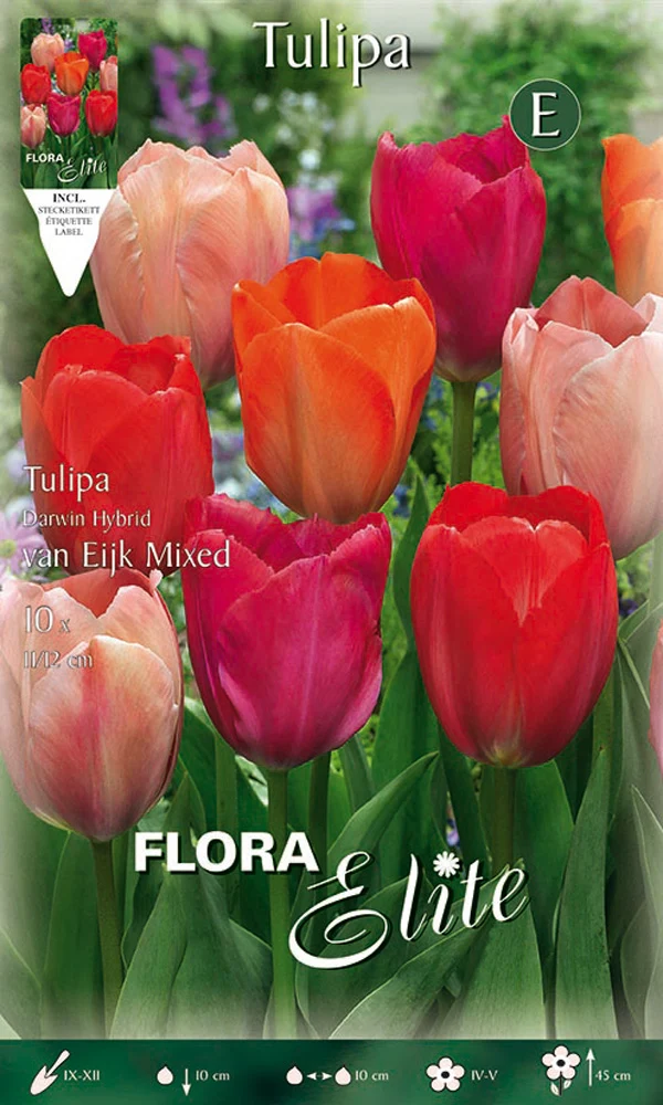 TULIPANO DARWIN VAN EIJK MIXED (CONFEZIONE DA 10 BULBI)