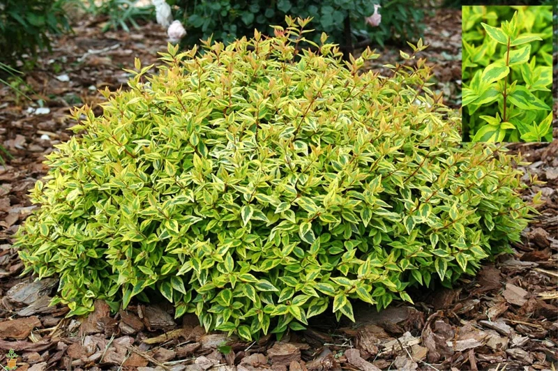 ABELIA GRANDIFLORA KALEIDOSCOPE VASO 17CM