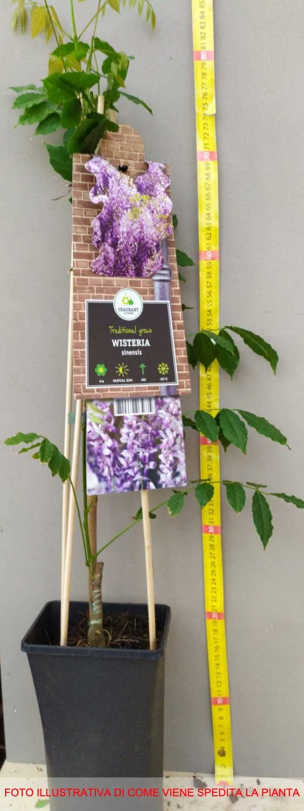 GLICINE WISTERIA SINENSIS PROFILIC VASO 17CM