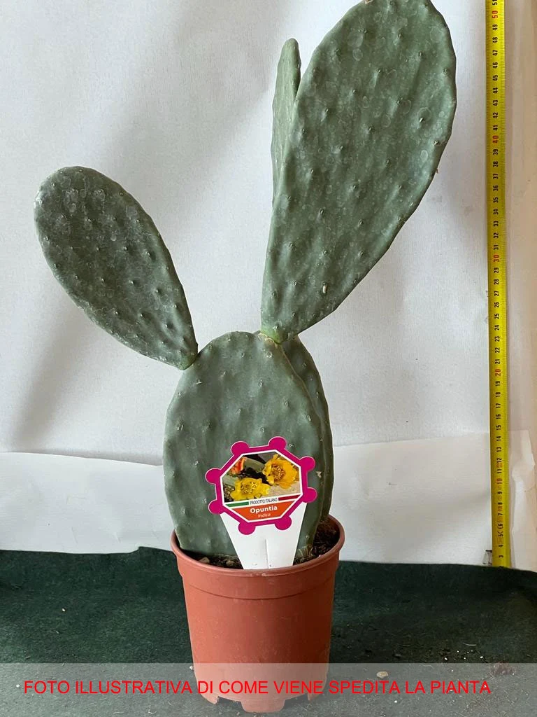 FICO D'INDIA OPUNTIA INDICA VASO 14CM