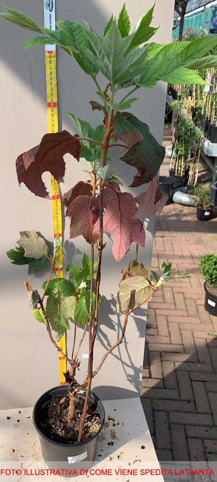 ORTENSIA HYDRANGEA QUERCIFOLIA VASO 18CM