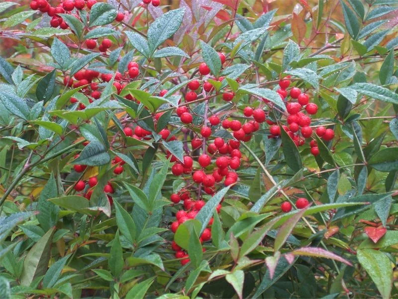 NANDINA DOMESTICA IN VASO 20CM