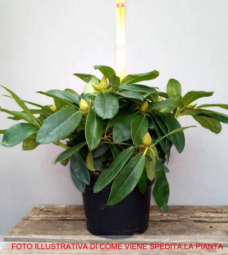 RODODENDRO NOVA ZEMBLA IN VASO 17CM