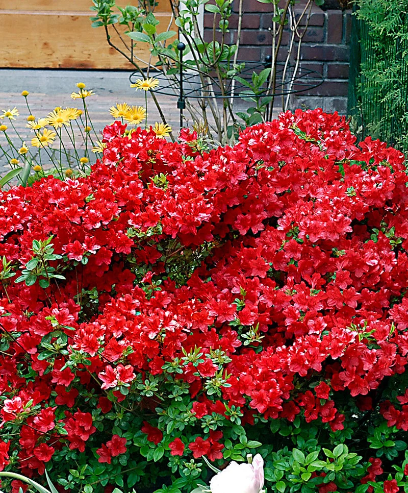 AZALEA JAPONICA RUSTICA ARABESK VASO 15CM