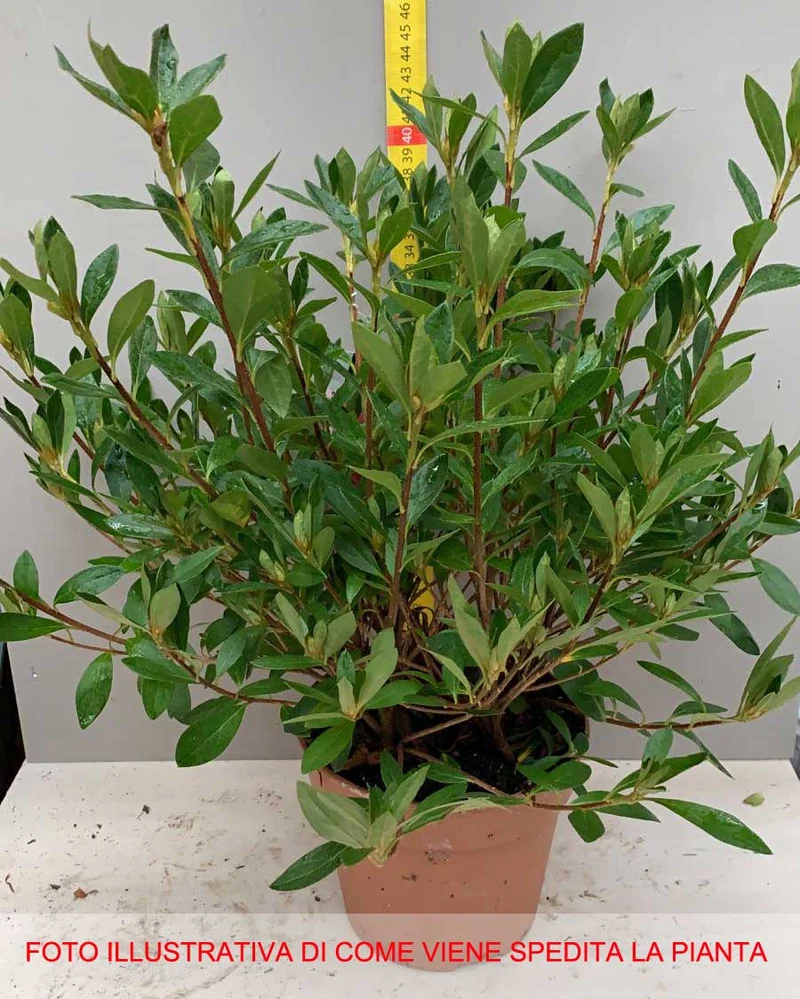 AZALEA JAPONICA RUSTICA GILBERT MULLIE VASO 15CM