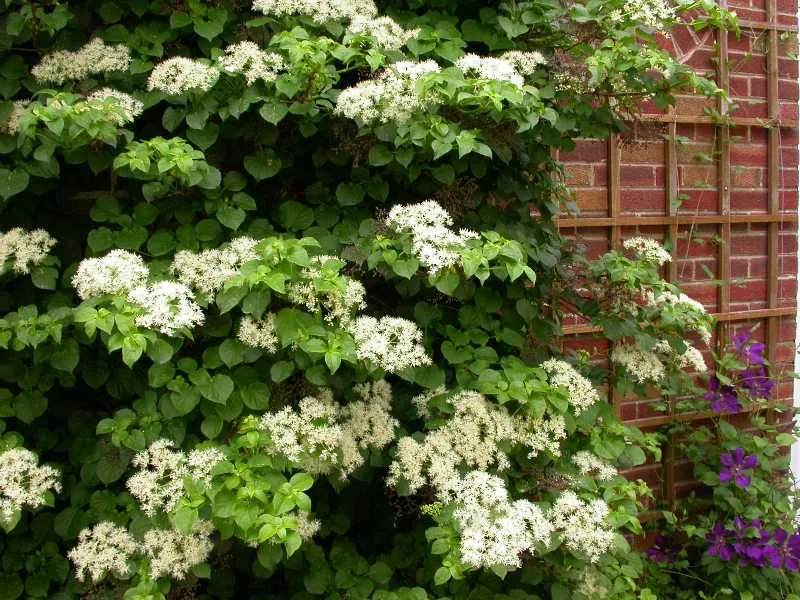 ORTENSIA HYDRANGEA ANOMALA PETIOLARIS VASO 17CM