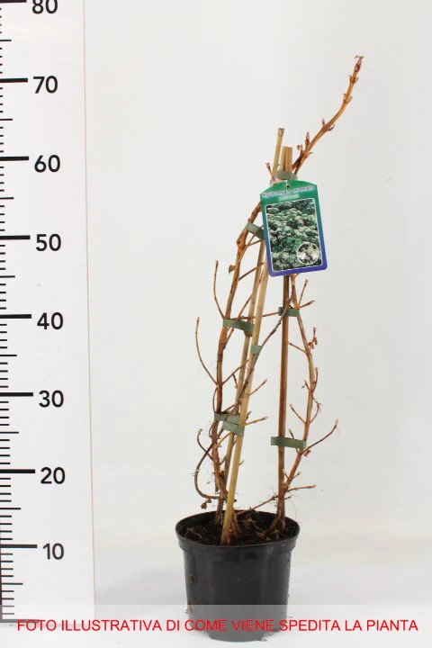 ORTENSIA HYDRANGEA ANOMALA PETIOLARIS VASO 17CM