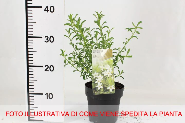 ERIOSTEMON MYOPOROIDES WHITE STAR VASO 15CM