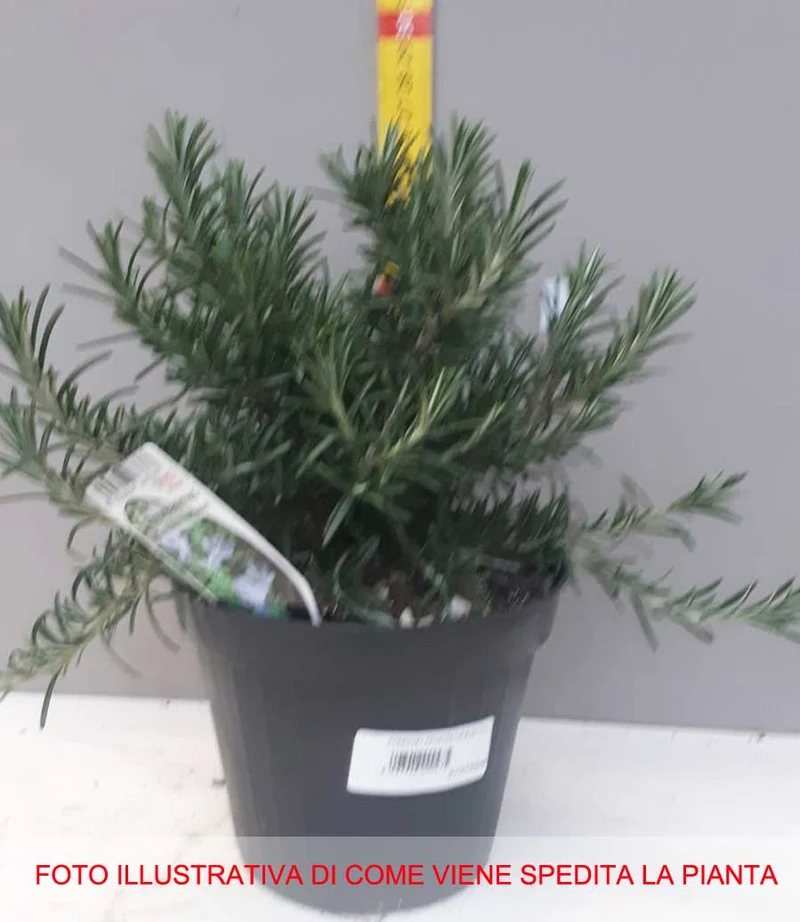 ROSMARINO SERPILLO PROSTRATUM STRICIANTE IN VASO 14CM