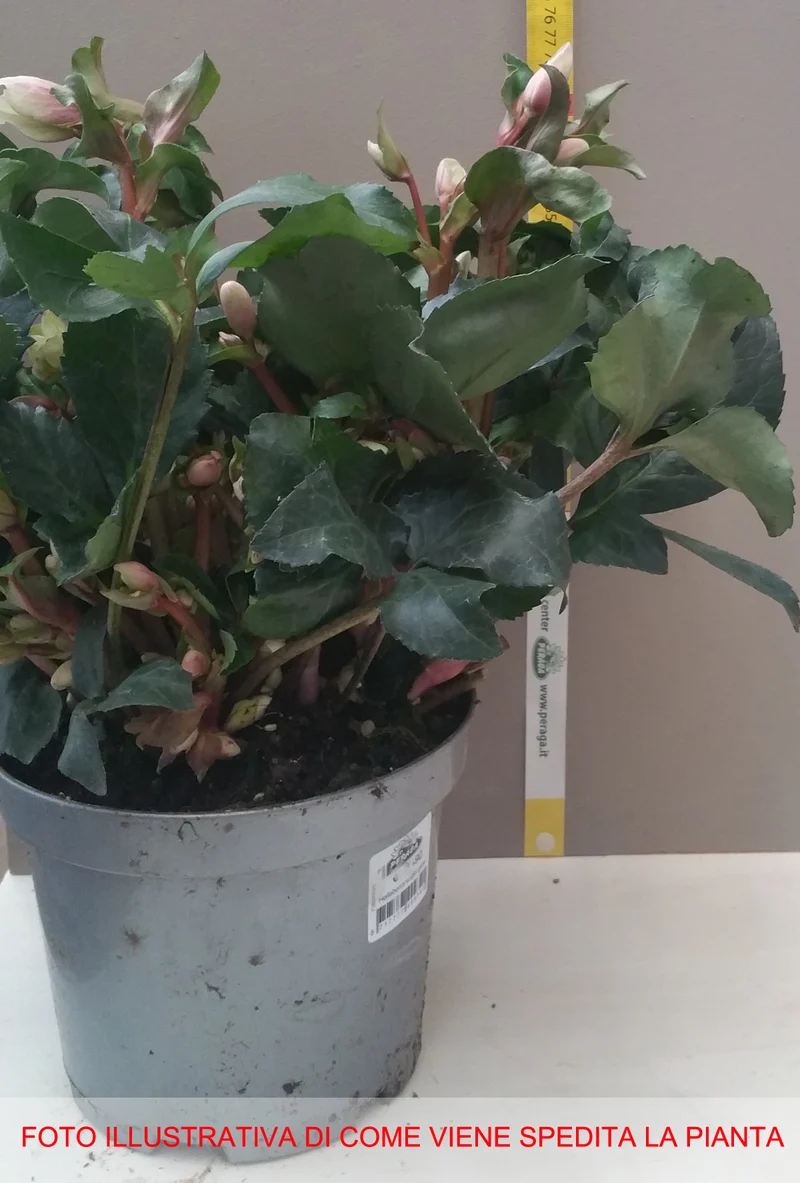 HELLEBORUS ANGEL GLOW ROSA DI NATALE VASO 19CM