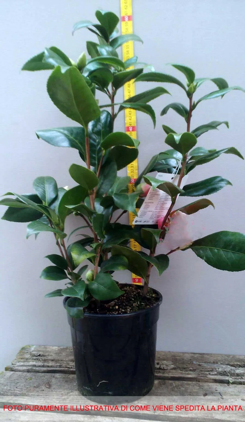 CAMELIA SASANQUA KANJIRO IN VASO 17CM
